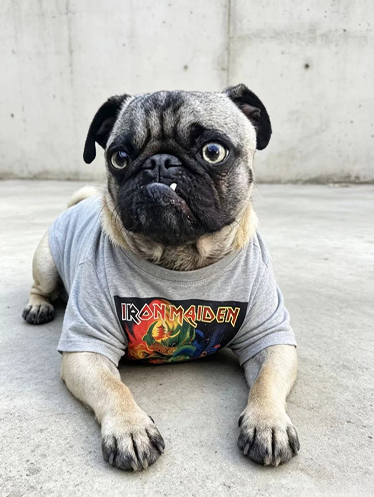 Retro Streetwear Graphic Tee for Humans & Dogs